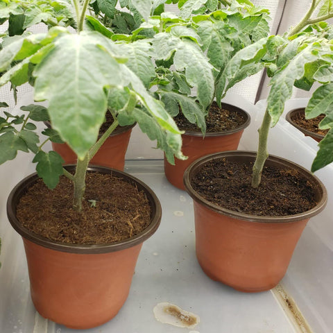 Hdeoops 6-inch pot in use for transplanting seedlings outdoors.