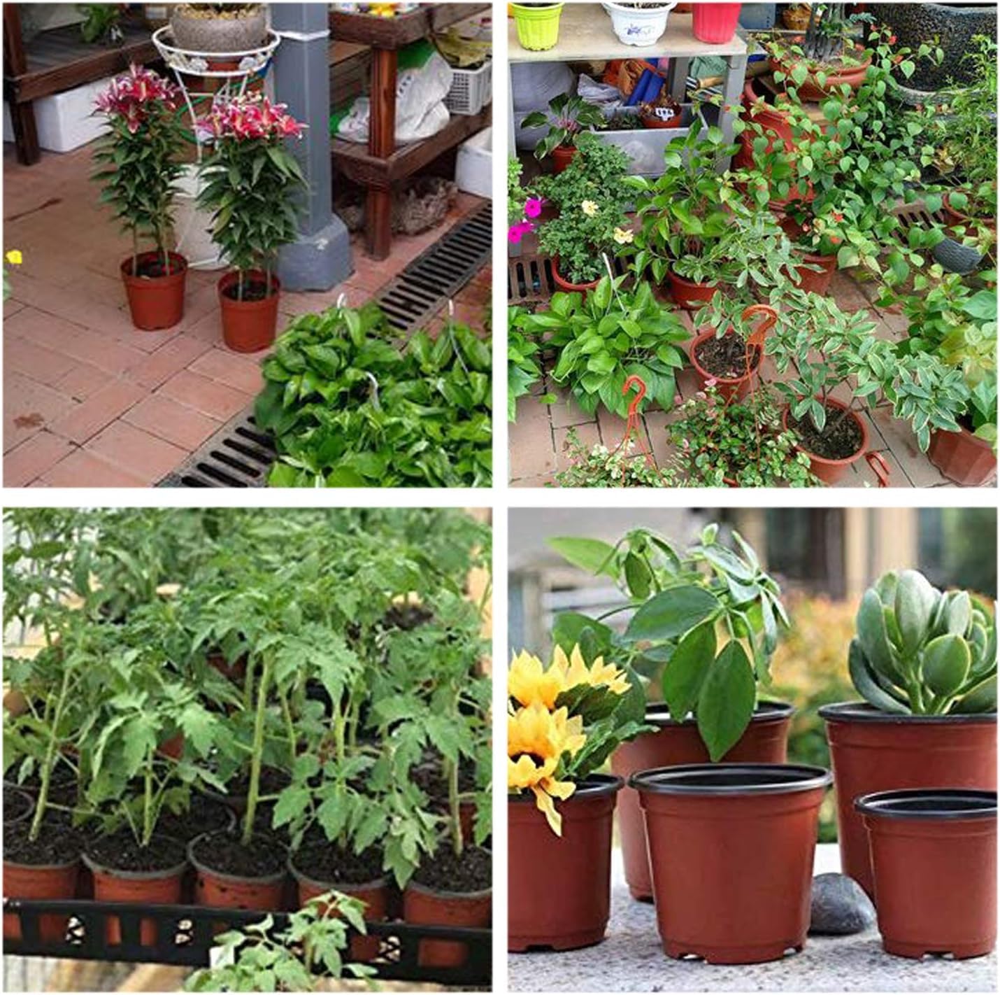 Hdeoops plastic pots support succulents, cuttings, and seedlings