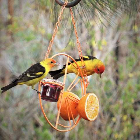 Two spikes secure orange halves on Heath CF-133 Clementine Oriole Feeder.