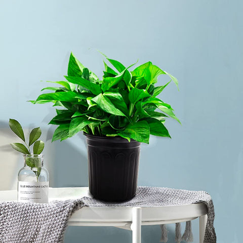 HECTOLIFE 1-gallon pot suited for succulents, flowers, and herb plants.