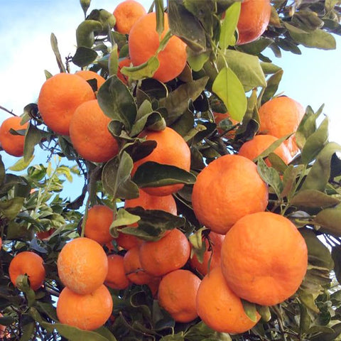 Heirloom orange seeds for planting in a home garden.