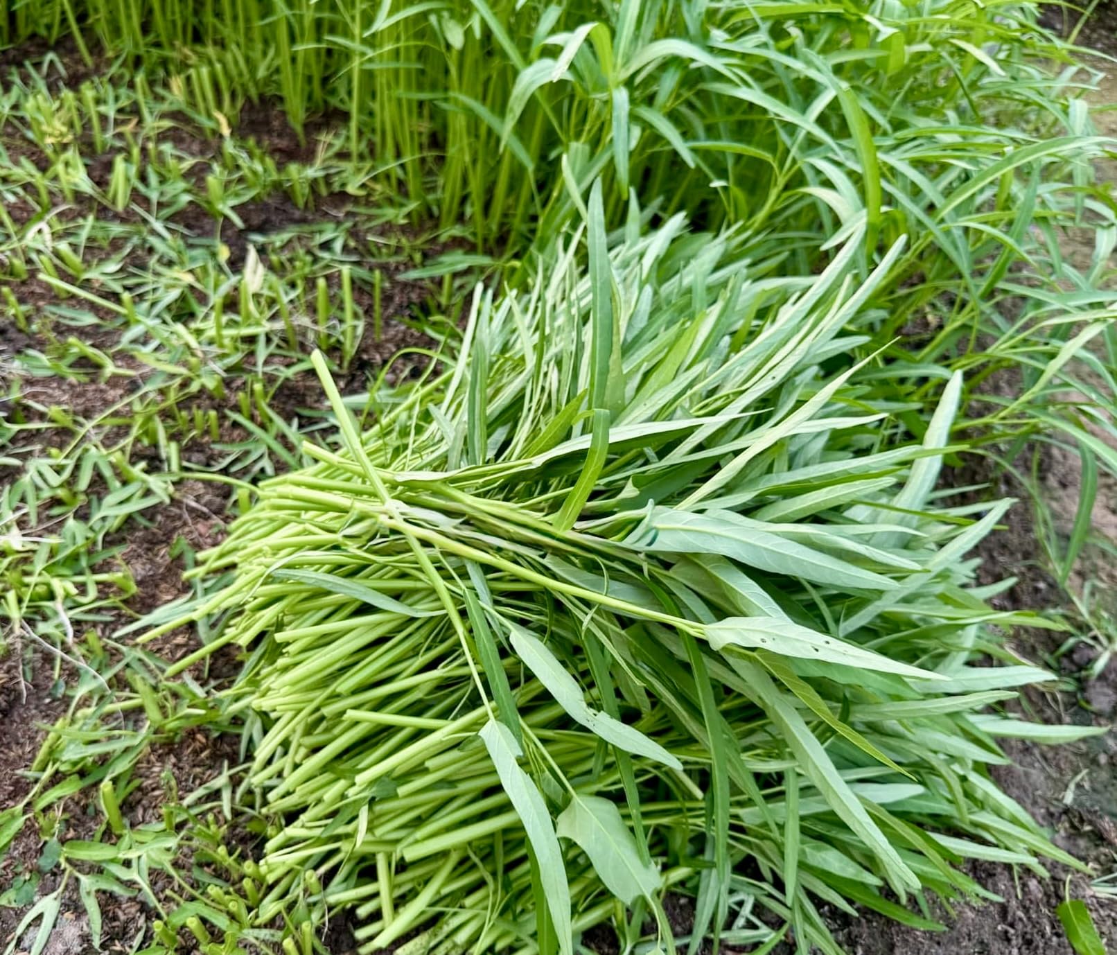 Organic water spinach seeds delivering high germination in diverse climates.