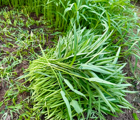 Organic water spinach seeds delivering high germination in diverse climates.