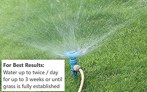 Heisman Mix Kentucky Bluegrass blades form a dense, wear-tolerant lawn