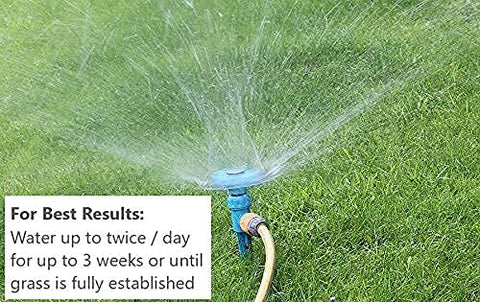 Heisman Mix Kentucky Bluegrass blades form a dense, wear-tolerant lawn