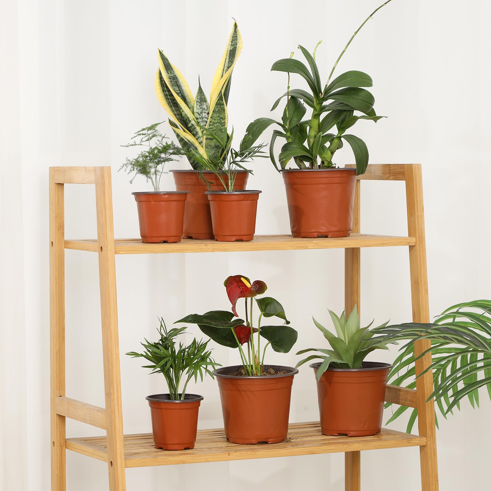 Hemikaki 300-pack bundle ready for bulk planting projects