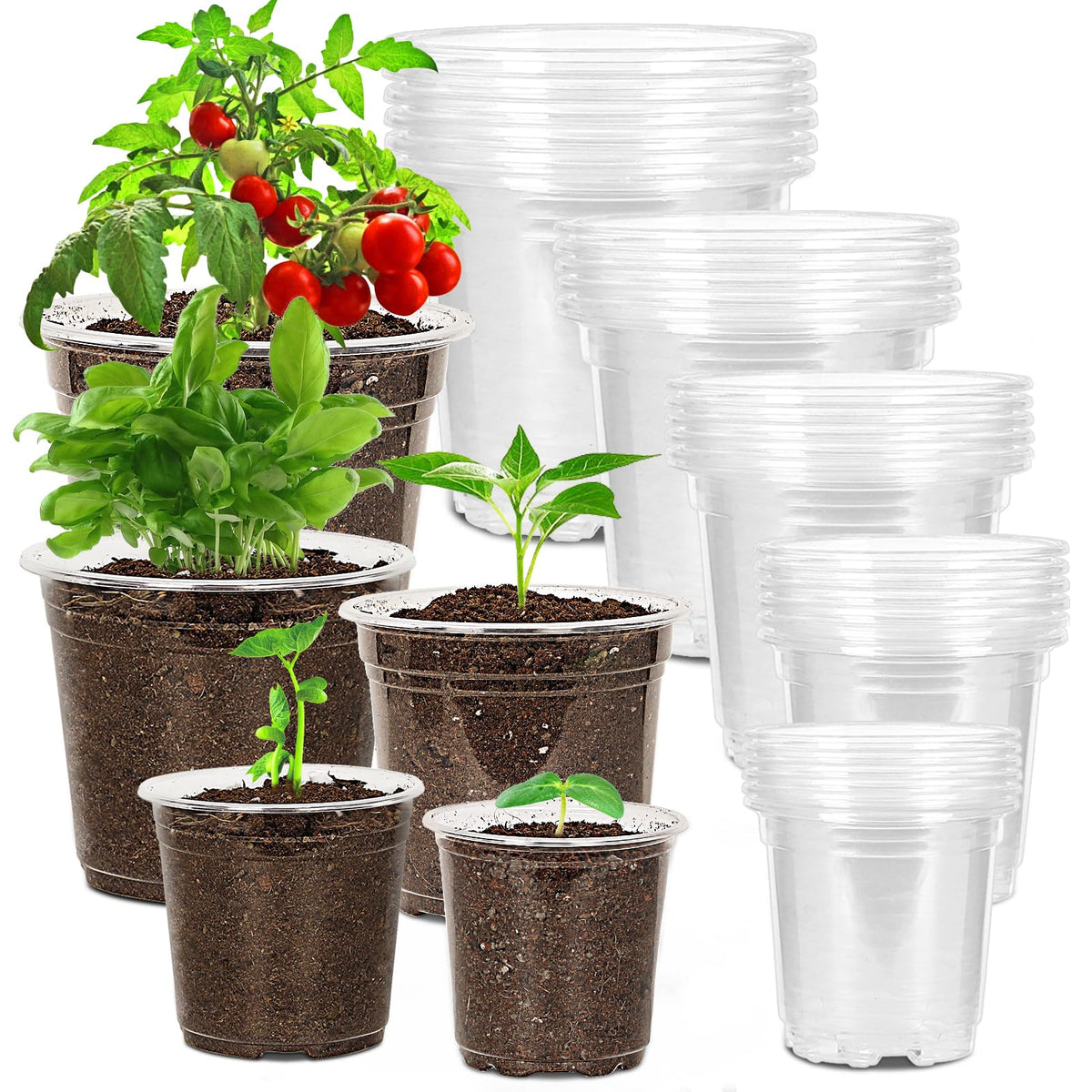Hemikaki clear nursery pot 3.5 inch; transparent wall for seed starting and quick root checks.