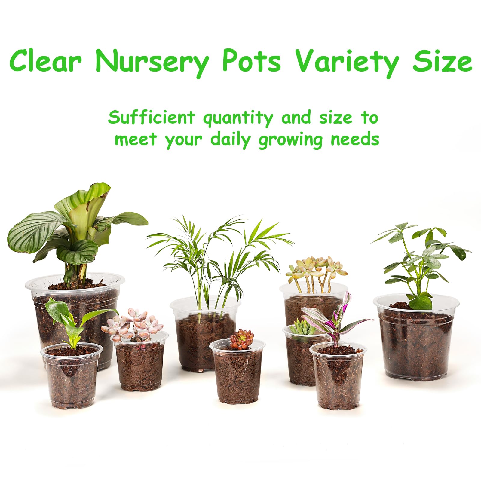 Hemikaki clear nursery pot 6 inch; durable reusable pot for multiple plantings and growth checks.