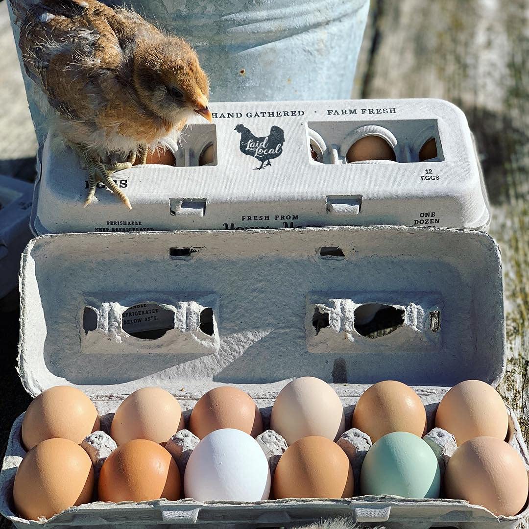 Henlay XL eggs compatible carton securely holds large eggs.