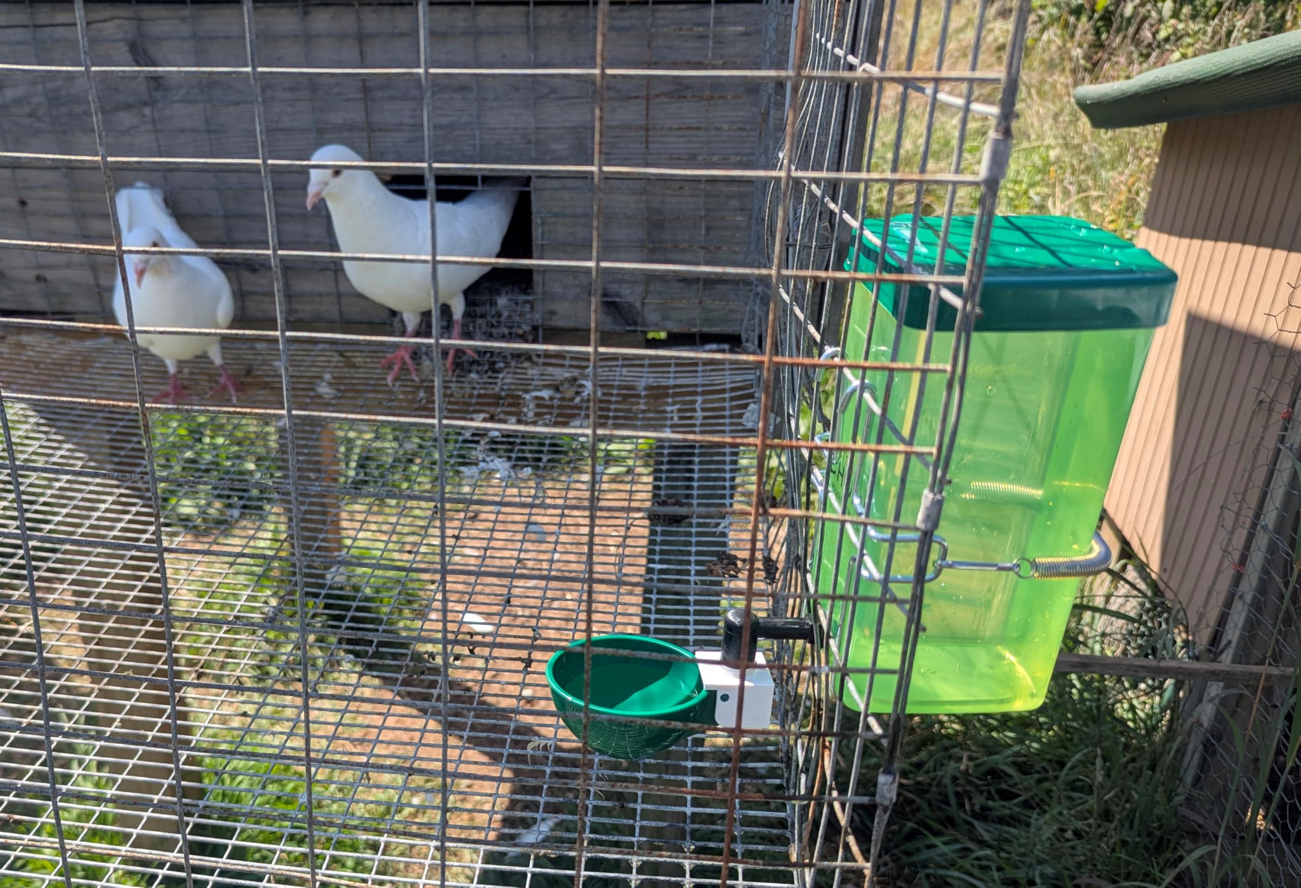 Hen's Choice mounted waterer works indoors or outdoors in coops.