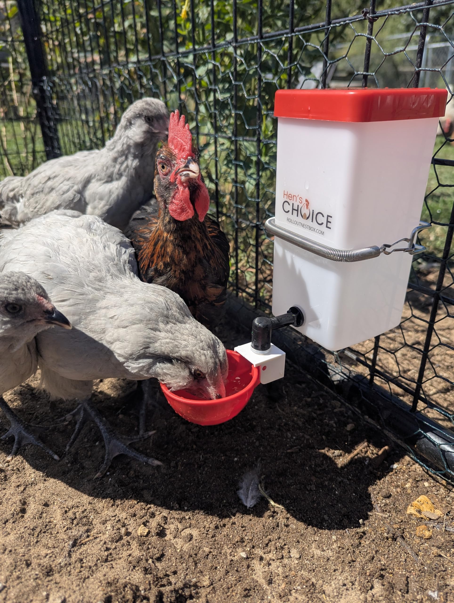 Hen's Choice red lid drinker is easy to refill during daily chores.