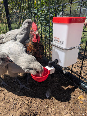 Hen's Choice red lid drinker is easy to refill during daily chores.