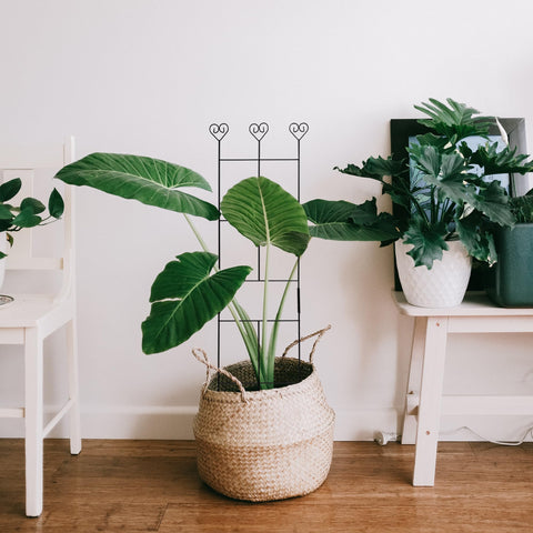 Hensal balcony garden trellis for tidy vertical growth.
