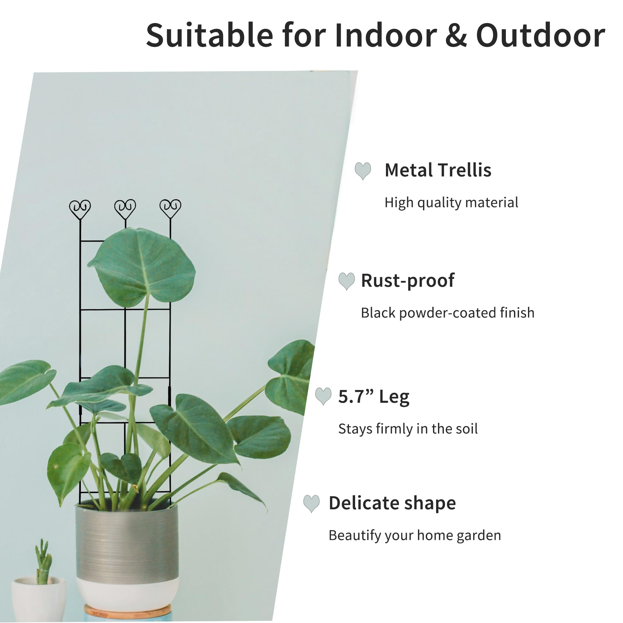 Hensal ivy and pothos thrive with secure support.