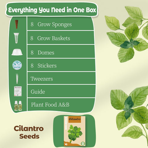 Herblink cilantro seeds close-up showcase fresh planting potential.