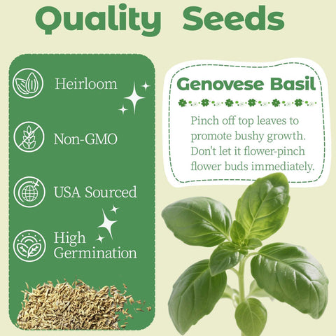 Herblink Genovese basil seeds ready to sprout for fresh indoor flavor.