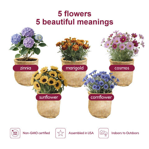 Herbsy 5 Indoor Flower Kit contents laid out for easy starting.
