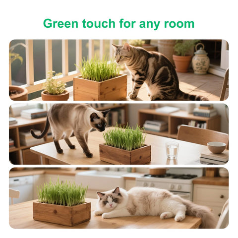 Herbsy cat grass kit growing guide supporting beginners from soak to harvest.
