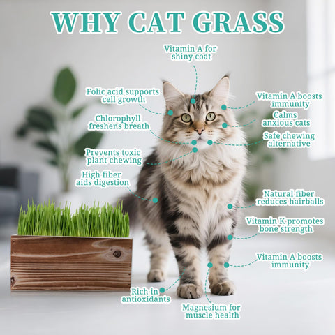 Herbsy cat grass kit seed packs ready to germinate for fresh indoor greens.