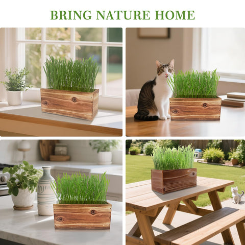Herbsy cat grass kit tweezers precise seed placement for neat germination.