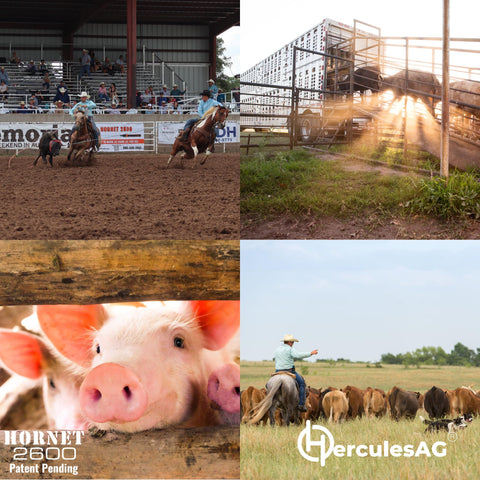 HerculesAG Hornet 2600 in-field use demonstrates practical cattle handling efficiency.
