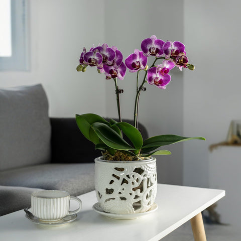 Herduk orchid pot for indoor display and as a centerpiece.