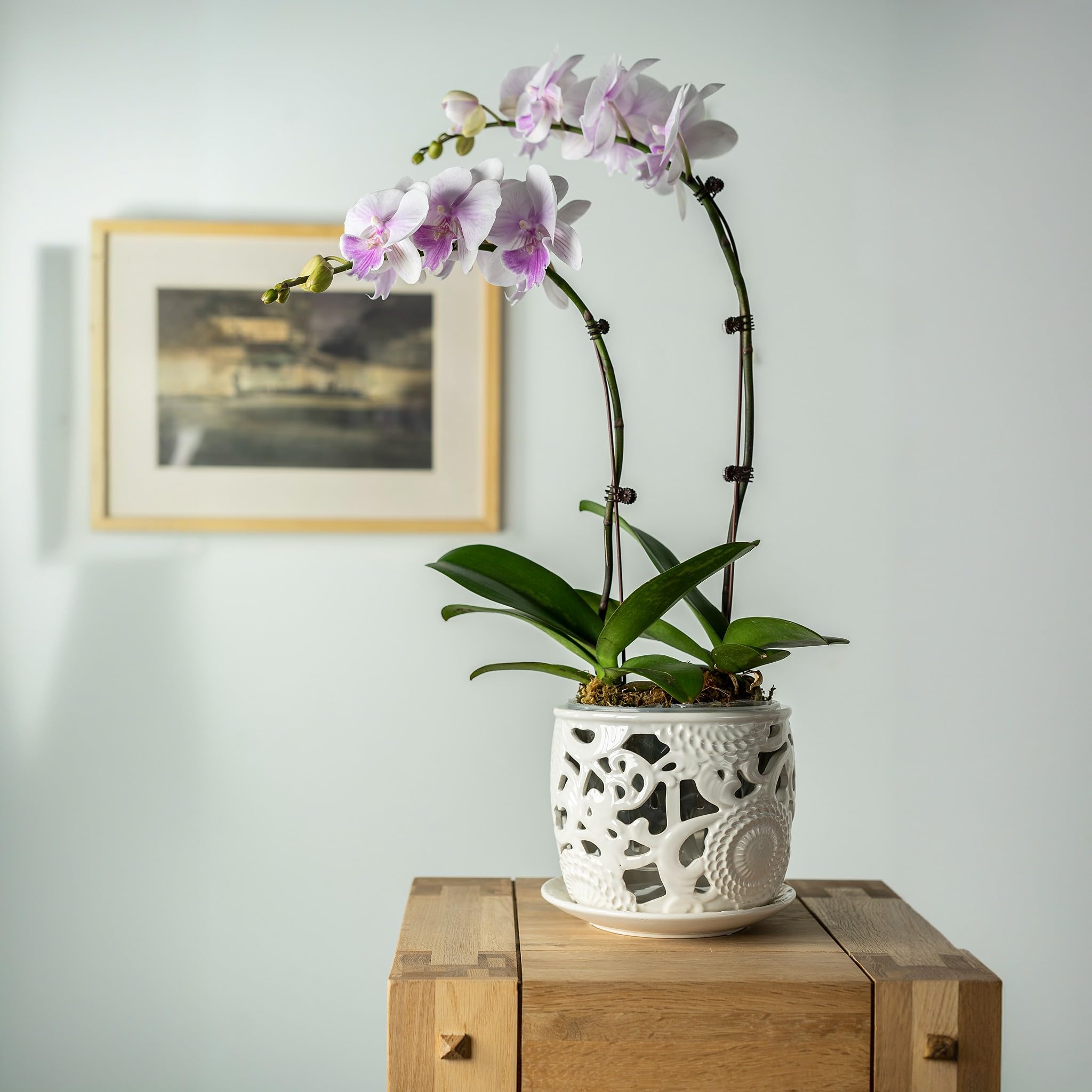 Herduk six-point-five-inch orchid pot fits plants with room to grow.