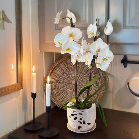 Herduk ceramic orchid pot with plastic insert eases repotting and root visibility.