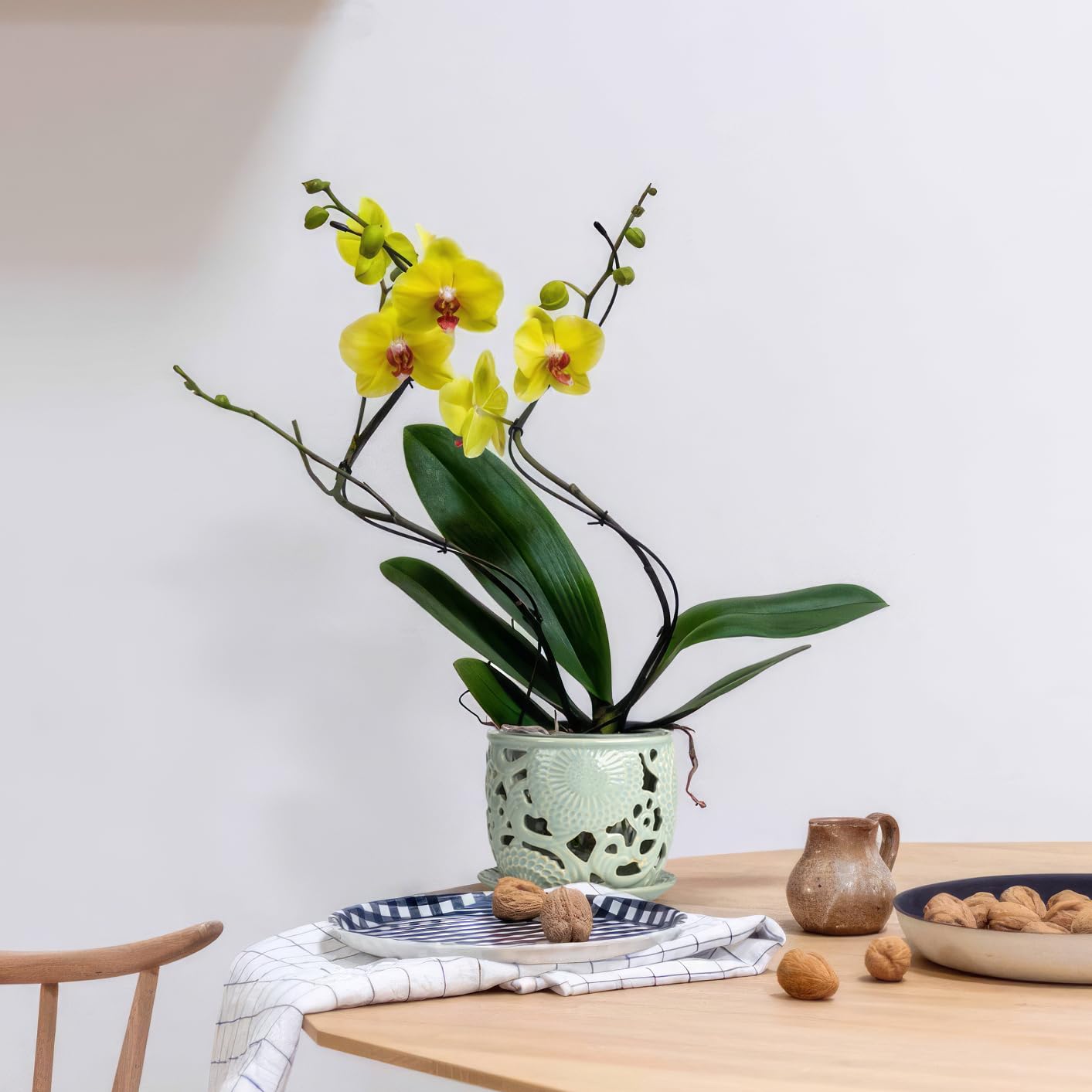 HERDUK drainage tray included to prevent overwatering and showcase the plant