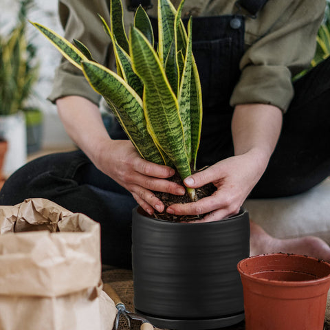 HERDUK durable 6-inch pot pairs with a saucer for easy watering.