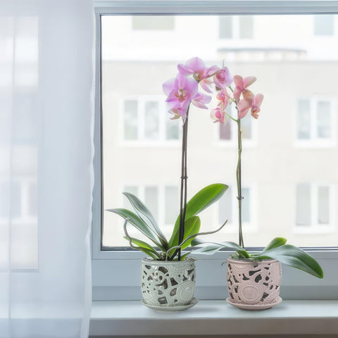 HERDUK makes a thoughtful gift for orchid lovers and plant enthusiasts
