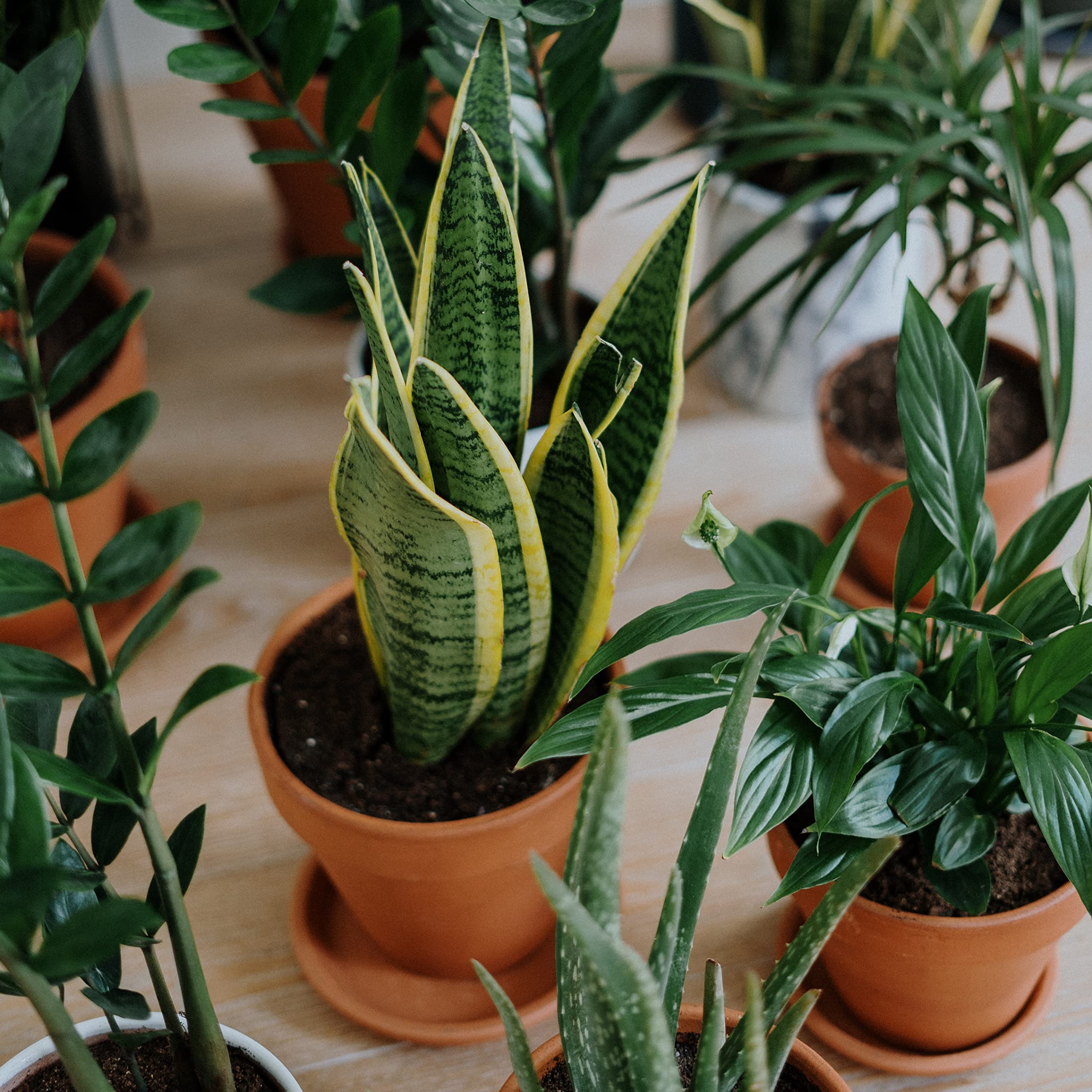 Indoor gardening setup showcasing tidy saucers and compact design.