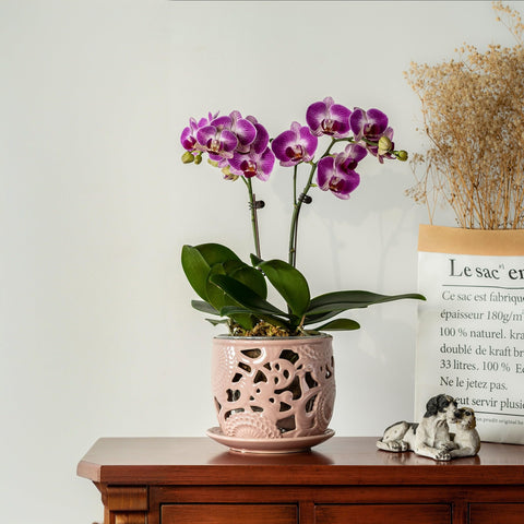 HERDUK indoor orchid pot complements contemporary home decor