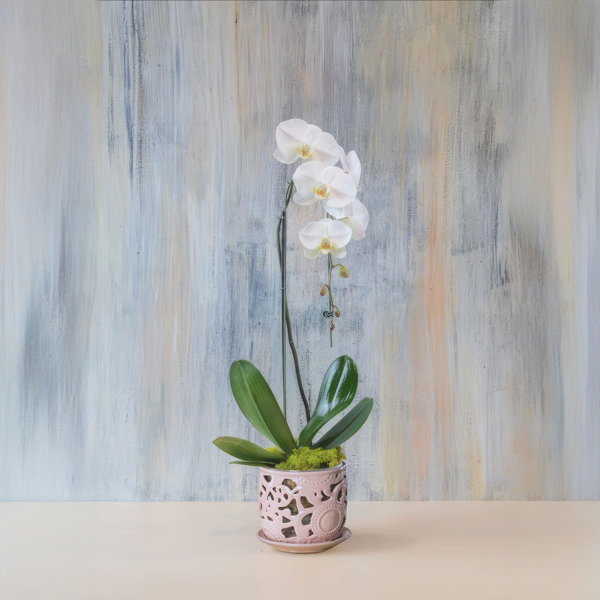 HERDUK orchid pot 6.5-inch diameter provides generous root space