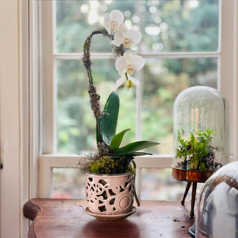 HERDUK orchid pot styled as a chic centerpiece