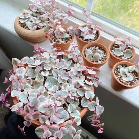 HERDUK pots arranged for classroom or DIY project starter kits.