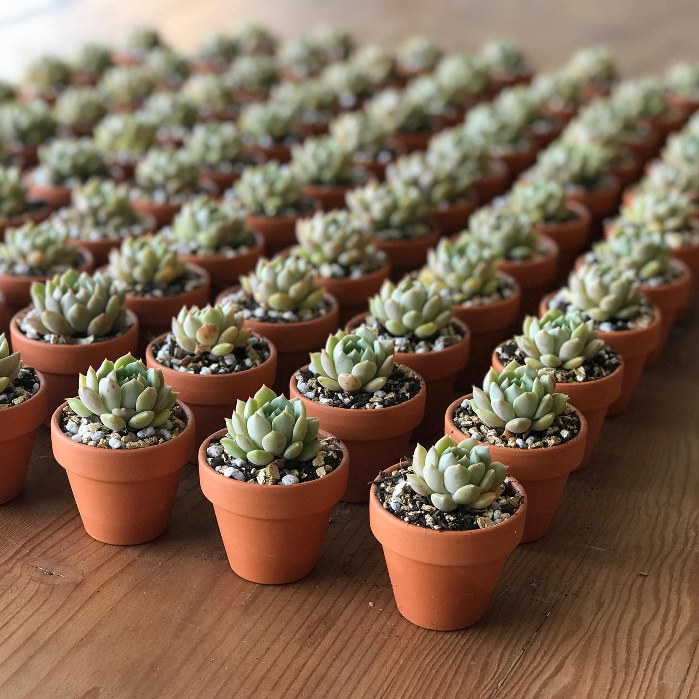 HERDUK terracotta's porous clay supports air circulation around delicate seedlings