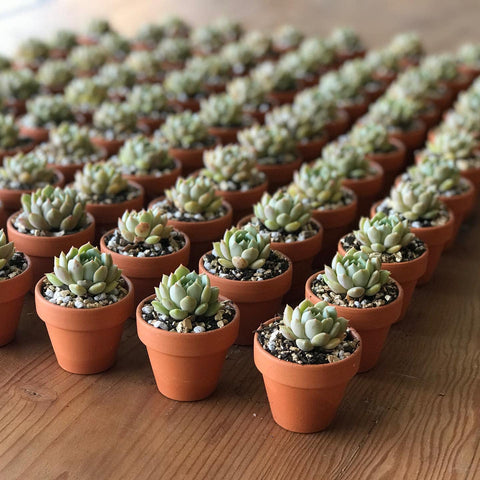 HERDUK terracotta's porous clay supports air circulation around delicate seedlings
