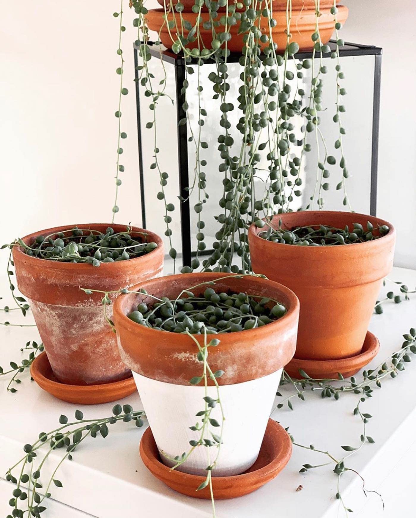 HERDUK terracotta pot on a sunny windowsill for compact indoor growing.