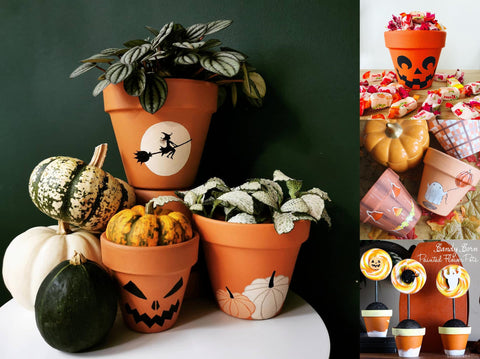 HERDUK terracotta pots promote strong root systems during early plant stages