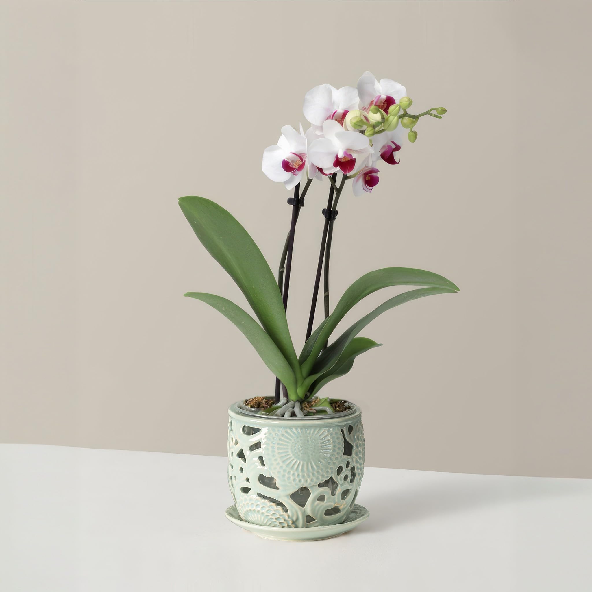 HERDUK ventilation holes support air circulation around orchid roots