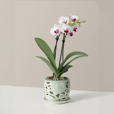 HERDUK ventilation holes support air circulation around orchid roots