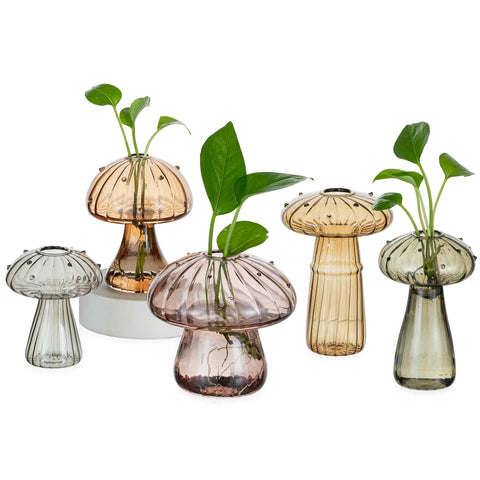 Hewory glass mushroom propagation station with amber vase and clear roots for easy monitoring