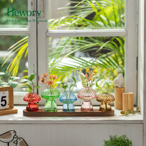 Hewory mushroom propagation jar clear glass for decorative plant displays