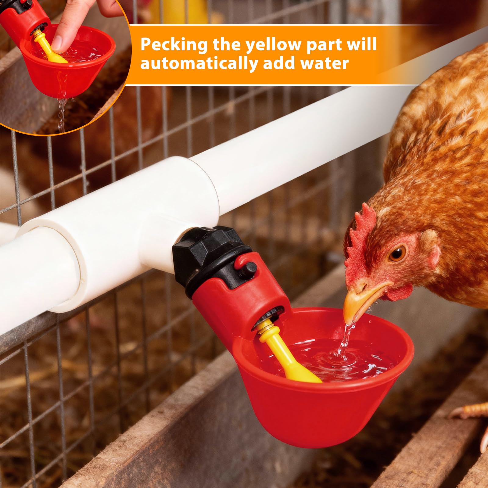 HFarming water cups in use with chickens ducks and quail illustrate practical poultry watering.