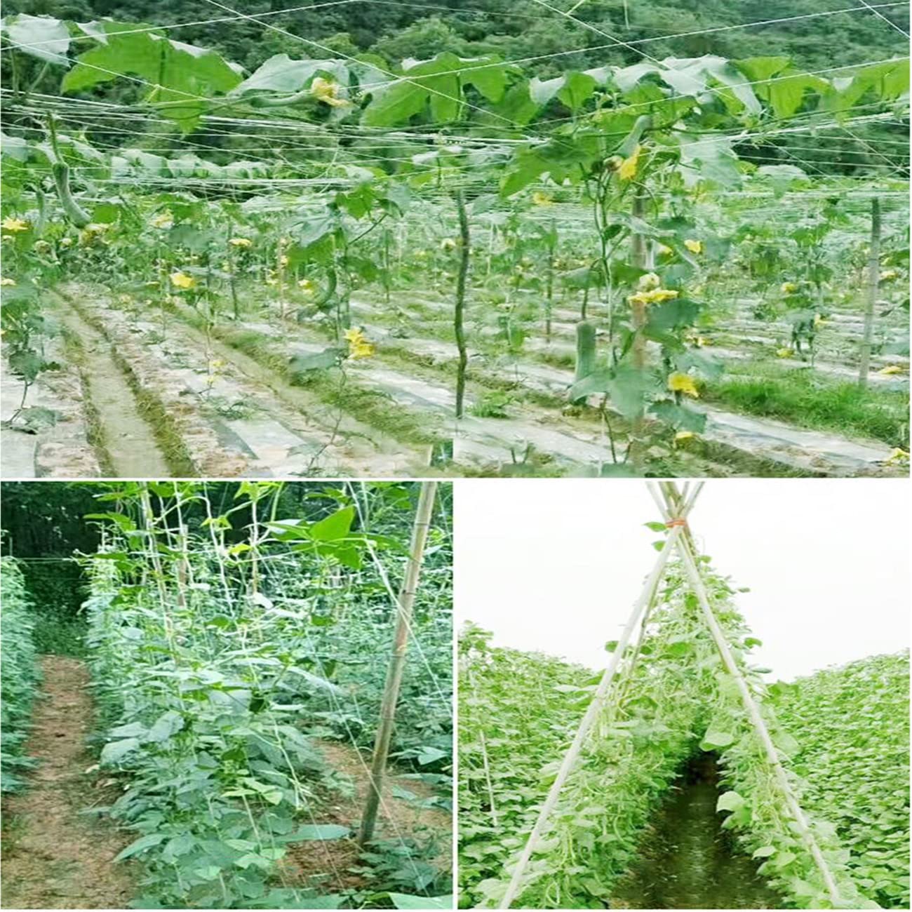 HHTHH trellis netting training cucumber vines along a trellis.