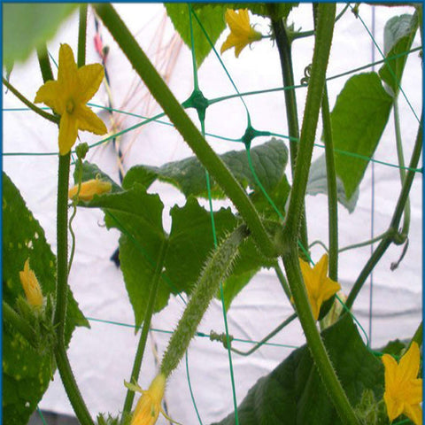 HHTHH vegetables climbing supported by trellis netting