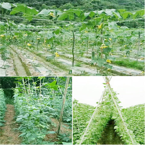 HHTHH netting supports tomatoes and cucumbers efficiently for bountiful harvests