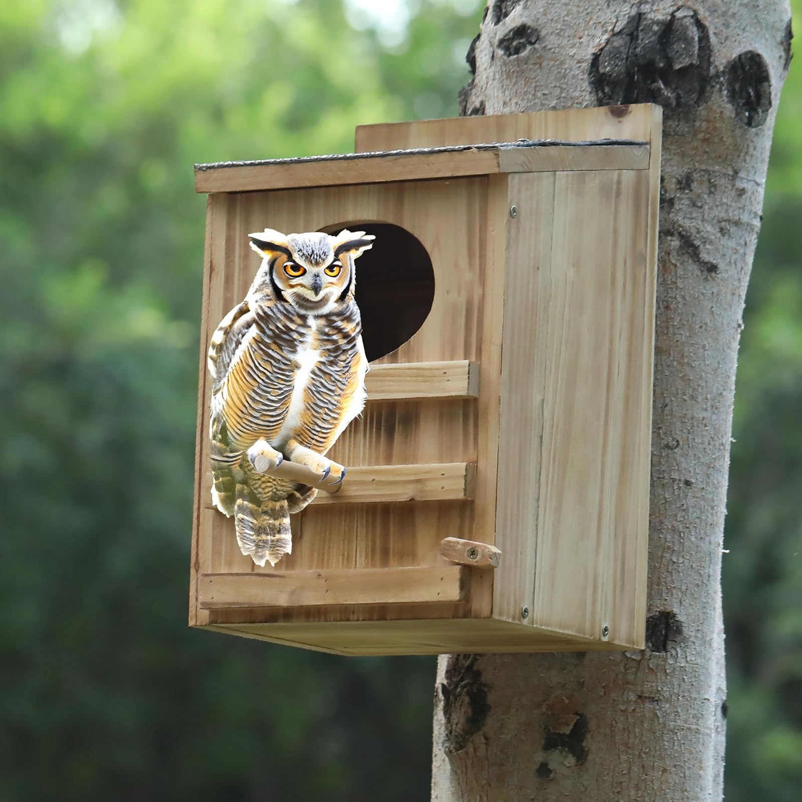HHWODB Large interior accommodates screech owls and other small birds.