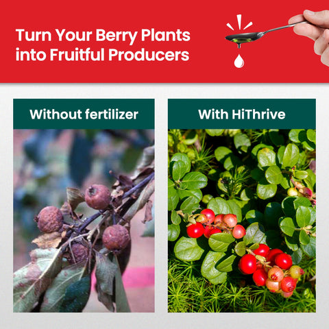 HiThrive Berry Fertilizer dilution and mixing demonstrated for effortless garden care.
